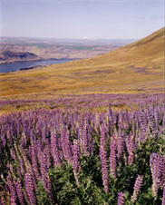 View of lupines,  Oregon and the Columbia River from the hills above Maryhill Museum. This is east of The Dalles near Goldendale.