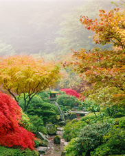 Maples on a foggy morning at the Portland Japanese Garden