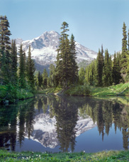 Late afternoon reflection of Mt Rainier on Mirror Lake in the lush mountain meadow called "Indian Henry