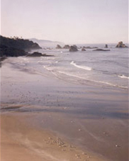 Watching the morning gulls in Ecola State Park Near Tillamook Head