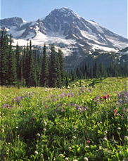 Mount Rainier from Indian Henry