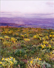 View from Mt Hood to the Columbia River