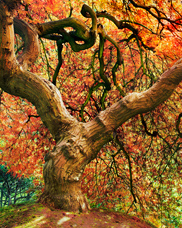 An autumn view of an 100+ year old Japanese Laceleaf Maple tree in the Portland Japanese Garden. The twisting branches and colorful leaves really set this off!