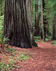 Forest glade in the redwoods of northern California