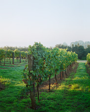 Early morning view of a vineyard near McMinnville,  Oregon. This image was captured on three separate negatives.