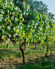 Looking down a row of soon to be harvested grapes near Gaston,  Oregon. This image was captured on three separate negatives.