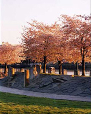 Japanese Cherry Trees at the Japanese Memorial at Waterfront Park along the Willamette River