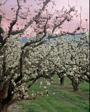 Pear Blossoms time Near Hood River and Mt Hood