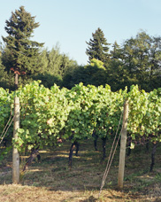 Late afternoon view of a vineyard at Mcmenamin