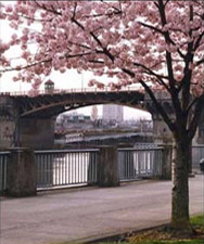 Japanese Cherry Trees at the Japanese-American Memorial Plaza at Waterfront Park in Portland,  Oregon.  Every March,  the park along the Willamette River explodes with the color of the blossoms of spring. Photographers gather from far and wide to capture the spectacle.
