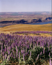 View of lupines,  Oregon and the Columbia River from the hills above Maryhill Museum. This is east of The Dalles near Goldendale.