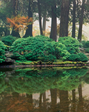 Koi pond and Moon Bridge on a foggy morning at the Portland Japanese Garden