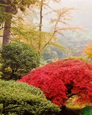 Maples on a foggy morning at the Portland Japanese Garden