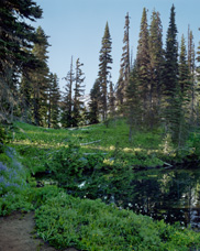 Late afternoon reflection of Mt Rainier on Mirror Lake in the lush mountain meadow called "Indian Henry