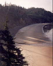 Watching the morning gulls in Ecola State Park Near Tillamook Head