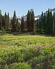 Mount Rainier from Indian Henry