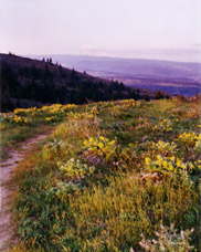 View from Mt Hood to the Columbia River