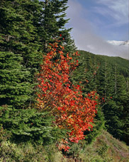 View of Mount Hood from Bald Mountain after an autumn snow.