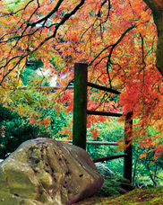 An autumn view of an 100+ year old Japanese Laceleaf Maple tree in the Portland Japanese Garden. The twisting branches and colorful leaves really set this off!