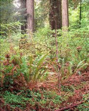 Forest glade in the redwoods of northern California