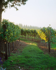 Early morning view of a vineyard near McMinnville,  Oregon. This image was captured on three separate negatives.