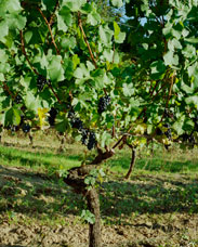 Looking down a row of soon to be harvested grapes near Gaston,  Oregon. This image was captured on three separate negatives.