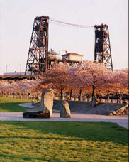 Japanese Cherry Trees at the Japanese Memorial at Waterfront Park along the Willamette River