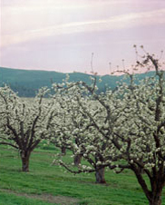 Pear Blossoms time Near Hood River and Mt Hood