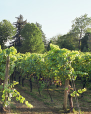 Late afternoon view of a vineyard at Mcmenamin