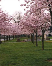 Japanese Cherry Trees at the Japanese-American Memorial Plaza at Waterfront Park in Portland,  Oregon.  Every March,  the park along the Willamette River explodes with the color of the blossoms of spring. Photographers gather from far and wide to capture the spectacle.
