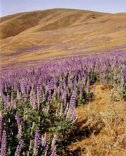 View of lupines,  Oregon and the Columbia River from the hills above Maryhill Museum. This is east of The Dalles near Goldendale.