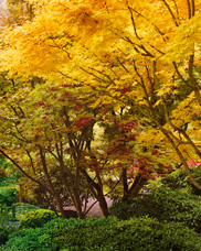 Maples on a foggy morning at the Portland Japanese Garden