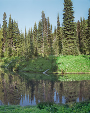 Late afternoon reflection of Mt Rainier on Mirror Lake in the lush mountain meadow called "Indian Henry