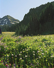 Mount Rainier from Indian Henry