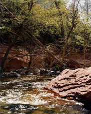 On the banks of Oak Creek