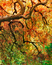 An autumn view of an 100+ year old Japanese Laceleaf Maple tree in the Portland Japanese Garden. The twisting branches and colorful leaves really set this off!