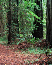 Forest glade in the redwoods of northern California