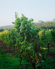 Early morning view of a vineyard near McMinnville,  Oregon. This image was captured on three separate negatives.