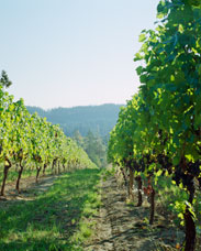 Looking down a row of soon to be harvested grapes near Gaston,  Oregon. This image was captured on three separate negatives.