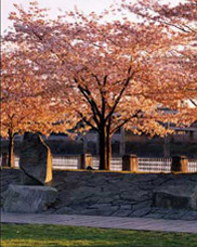 Japanese Cherry Trees at the Japanese Memorial at Waterfront Park along the Willamette River