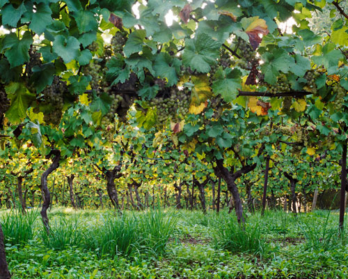 Multiple varieties and colors of grapes are ripening on this arbor in the Willamette Valley of Oregon.