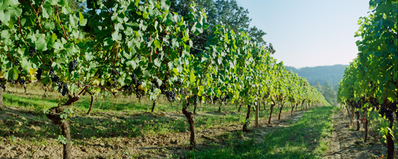 Looking down a row of soon to be harvested grapes near Gaston,  Oregon.