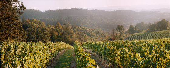 Late afternoon along rows of soon to be harvested grapes near Gaston,  Oregon. The rolling hills fade away into the distance.