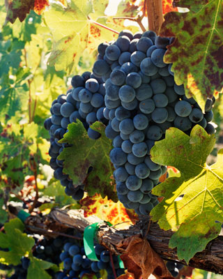 Grapes ripening on the vines in a vineyard in the Napa Valley of Northern California