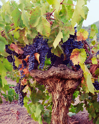 Grapes approaching harvest on a distinctive vine,  reminiscent of "ET",   in the Napa Valley of Northern California