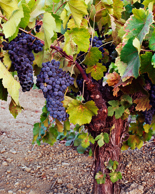 Grapes awaiting harvest in a vineyard in the Napa Valley of Northern California