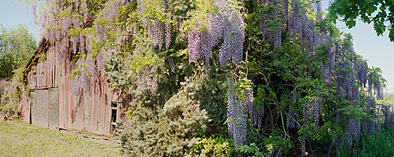 A huge wisteria has grown entirely over this old barn in the wine country of the Willamette Valley.