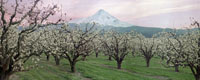 Parkdale Pear Orchard Panorama, Parkdale, Oregon