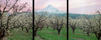 Parkdale Pear Orchard Triptych, Parkdale, Oregon