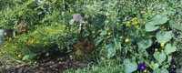 Summer Annuals, Troutdale, Oregon